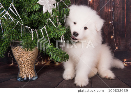 Samoyed puppy with Christmas tree. Christmas greeting card with Samoyed dog. Happy New Year 109838689