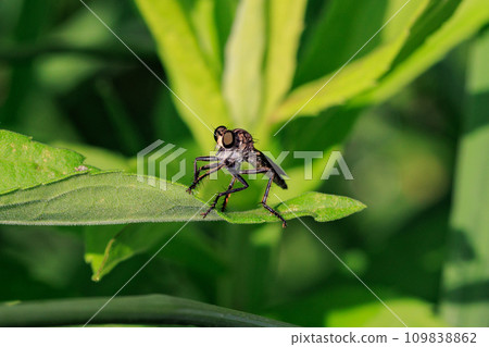 馬蠅是一種困擾的昆蟲，被咬後會引起刺痛和搔癢。 109838862