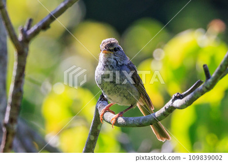 鳴鳥宣告了春天的到來，但儘管有熟悉的聲音卻沒有出現 109839002