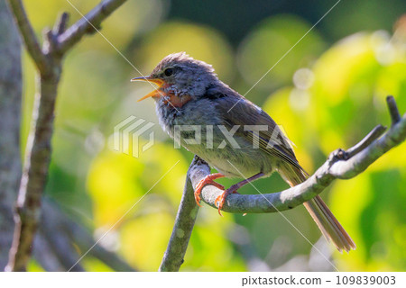 鳴鳥宣告了春天的到來，但儘管有熟悉的聲音卻沒有出現 109839003
