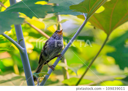 A warbler that announces spring but doesn't show up despite its familiar voice A warbler that announces spring but doesn't show up despite its familiar voice 109839011