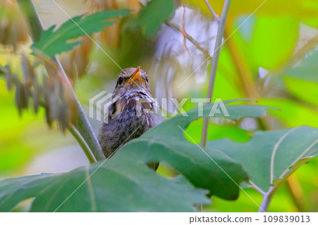 A warbler that announces spring but doesn't show up despite its familiar voice 109839013
