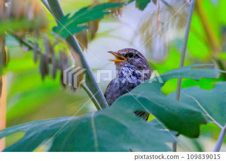 鳴鳥宣告了春天的到來,但儘管有熟悉的聲音卻沒有出現 鳴鳥宣告了春天的到來,但儘管有熟悉的聲音卻沒有出現 109839015
