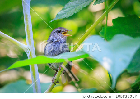 鳴鳥宣告了春天的到來,但儘管有熟悉的聲音卻沒有出現 鳴鳥宣告了春天的到來,但儘管有熟悉的聲音卻沒有出現 109839017