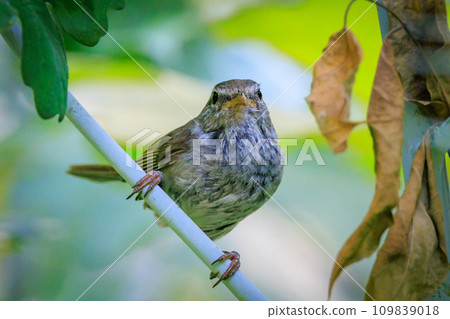 鳴鳥宣告了春天的到來,但儘管有熟悉的聲音卻沒有出現 鳴鳥宣告了春天的到來,但儘管有熟悉的聲音卻沒有出現 109839018