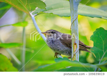 鳴鳥宣告了春天的到來,但儘管有熟悉的聲音卻沒有出現 鳴鳥宣告了春天的到來,但儘管有熟悉的聲音卻沒有出現 109839019