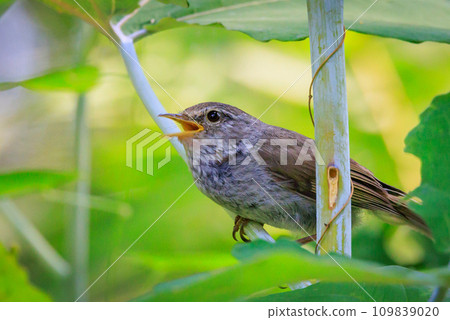 A warbler that announces spring but doesn't show up despite its familiar voice A warbler that announces spring but doesn't show up despite its familiar voice 109839020
