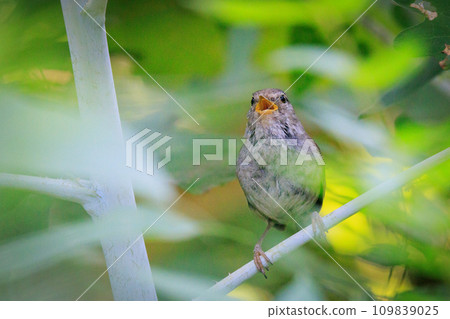 鳴鳥宣告了春天的到來,但儘管有熟悉的聲音卻沒有出現 鳴鳥宣告了春天的到來,但儘管有熟悉的聲音卻沒有出現 109839025