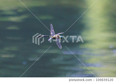 Oniyama，一種與日本最大的蜻蜓一起在某個地區巡邏的蜻蜓 109839120