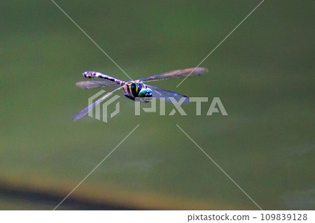 Oniyama, a dragonfly that patrols a certain area with Japan's largest dragonfly Oniyama, a dragonfly that patrols a certain area with Japan's largest dragonfly 109839128