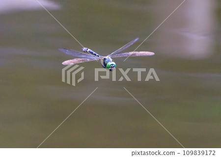 Oniyama, a dragonfly that patrols a certain area with Japan's largest dragonfly 109839172