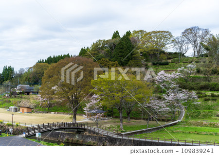 Cherry blossom season Tourist spot Tsujunbashi/park scenery [Roadside station Tsujunbashi] (Yamato Town, Kamimashiki District, Kumamoto Prefecture) 109839241