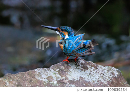 Ruri-colored popular kingfisher 109839284