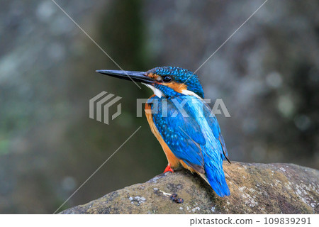 Ruri-colored popular kingfisher Ruri-colored popular kingfisher 109839291