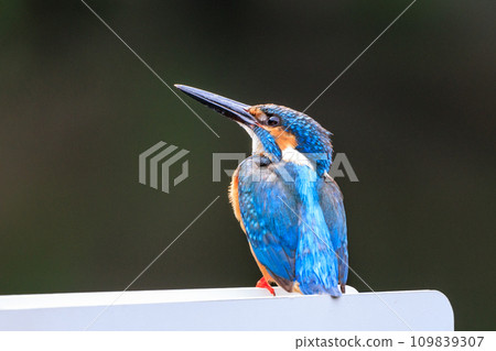 Ruri-colored popular kingfisher 109839307