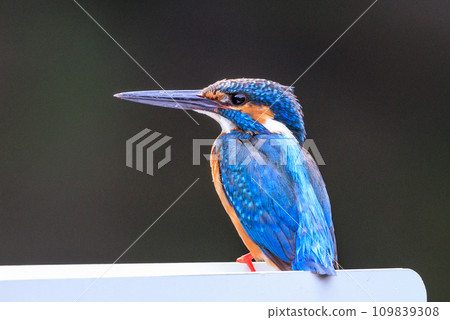 Ruri-colored popular kingfisher 109839308