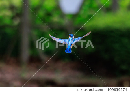 A popular azure-colored kingfisher diving into the water to catch fish A popular azure-colored kingfisher diving into the water to catch fish 109839374
