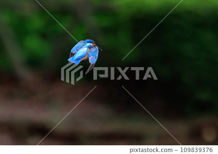 A popular azure-colored kingfisher diving into the water to catch fish A popular azure-colored kingfisher diving into the water to catch fish 109839376