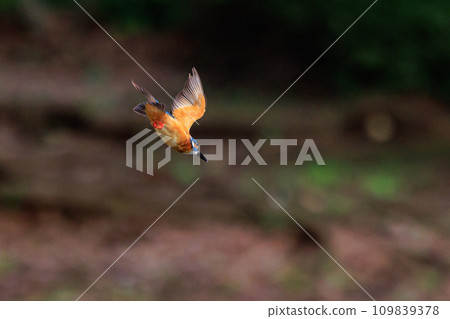 A popular azure-colored kingfisher diving into the water to catch fish 109839378