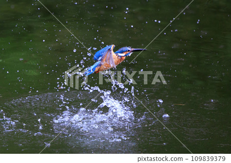 A popular azure-colored kingfisher diving into the water to catch fish A popular azure-colored kingfisher diving into the water to catch fish 109839379