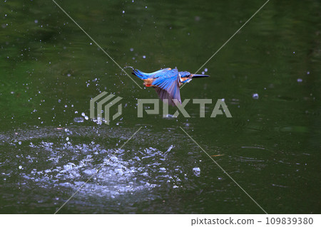 一種流行的天藍色翠鳥潛入水中捕魚 109839380
