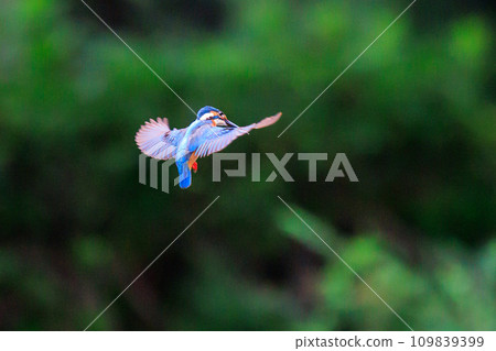 A popular azure-colored kingfisher diving into the water to catch fish A popular azure-colored kingfisher diving into the water to catch fish 109839399
