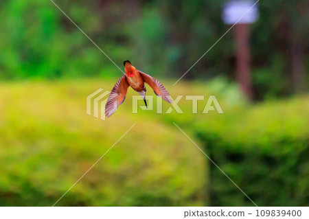 一種流行的天藍色翠鳥潛入水中捕魚 109839400