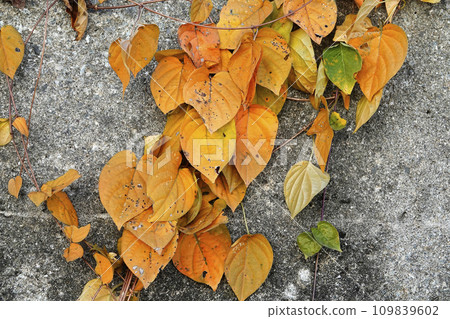 Yellow ivy leaves crawling on a concrete wall in winter 109839602