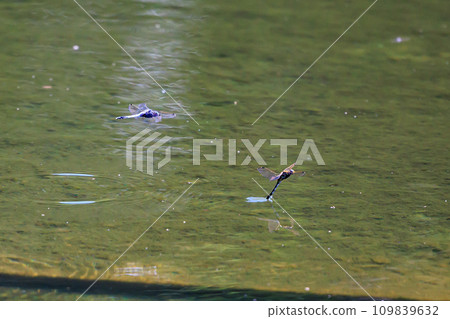 Two-tone familiar dragonfly Shiokara dragonfly Two-tone familiar dragonfly Shiokara dragonfly 109839632