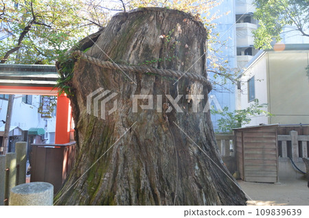 楠神樹(兵庫縣神戶市中央區生田神社) 楠神樹(兵庫縣神戶市中央區生田神社) 109839639