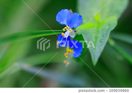 A flower like morning dew that opens in the morning and closes in the daytime A flower like morning dew that opens in the morning and closes in the daytime 109839860