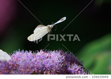 A white fairy fluttering and fluttering, a cabbage white butterfly 109839949