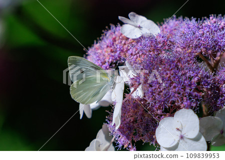 一隻白色的仙女飄飄著，一隻白菜蝴蝶 109839953