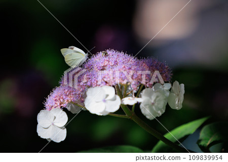 一隻白色的仙女飄飄著，一隻白菜蝴蝶 109839954
