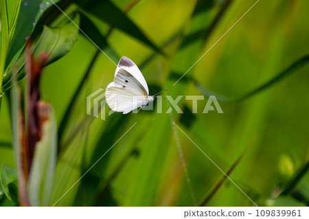 一隻白色的仙女飄飄著，一隻白菜蝴蝶 109839961