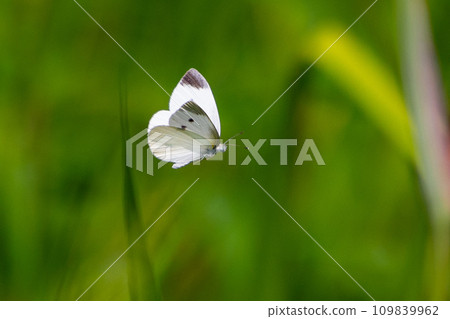 一隻白色的仙女飄飄著，一隻白菜蝴蝶 109839962