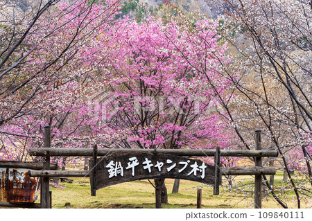 Signboard: Cherry blossom scenery with the mountains of Aso in the background (Nabenodaira Camp Village, a village with the scent of wild flowers and the wind) (Takamori Town, Kumamoto Prefecture) 109840111