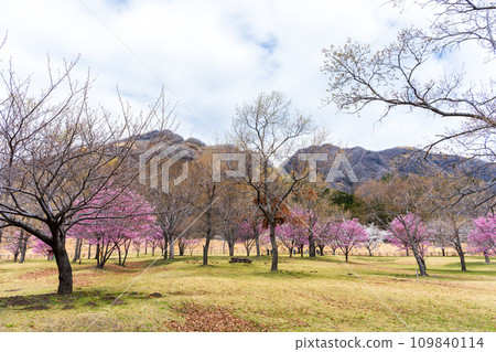 以阿蘇山為背景的櫻花景觀（鍋平營地村，充滿野花和風香的村莊）（熊本縣高森町） 109840114