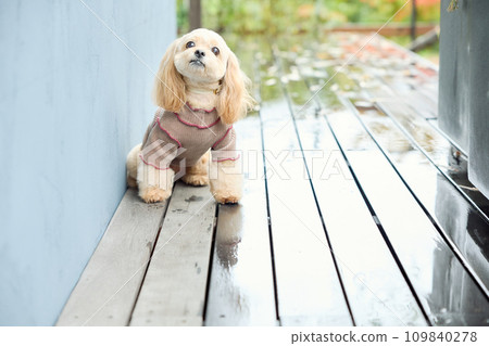 坐在狗狗咖啡館的玩具貴賓犬 109840278