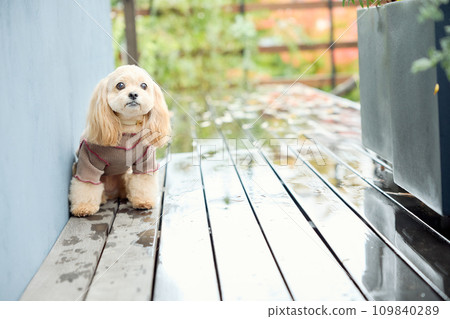 坐在狗狗咖啡館的玩具貴賓犬 109840289