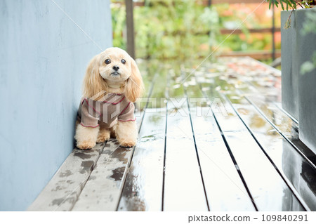 坐在狗狗咖啡館的玩具貴賓犬 109840291