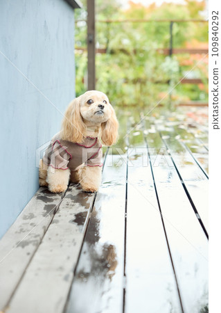 坐在狗狗咖啡館的玩具貴賓犬 109840292