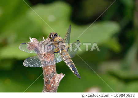 Female dragonfly (Hokkaido, Shibecha Town) Female dragonfly (Hokkaido, Shibecha Town) 109840638