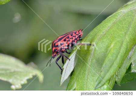 Red stink bug (Shiretoko, Hokkaido) Red stink bug (Shiretoko, Hokkaido) 109840650
