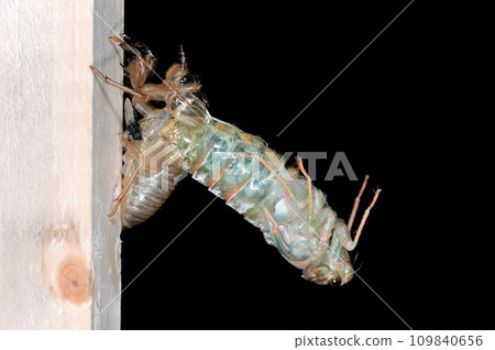 Emergence of Ezoharu cicada (Shiretoko, Hokkaido) Emergence of Ezoharu cicada (Shiretoko, Hokkaido) 109840656
