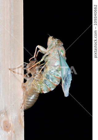 Emergence of Ezoharu cicada (Shiretoko, Hokkaido) Emergence of Ezoharu cicada (Shiretoko, Hokkaido) 109840662