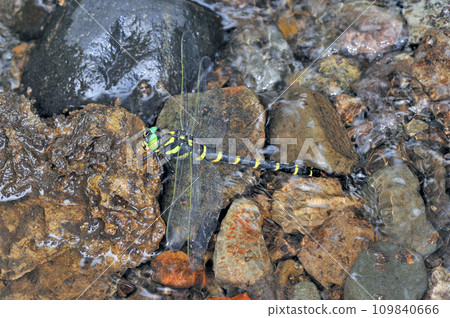 Female Onyanma (Shiretoko, Hokkaido) Female Onyanma (Shiretoko, Hokkaido) 109840666