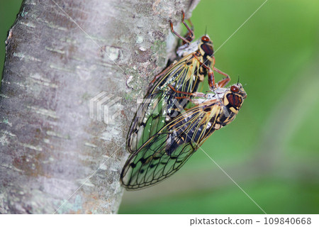 Mating of Coezo cicadas (Tsurui Village, Hokkaido) Mating of Coezo cicadas (Tsurui Village, Hokkaido) 109840668