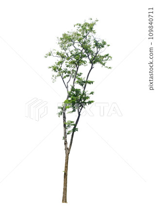 Pterocarpus macrocarpus trees 109840711