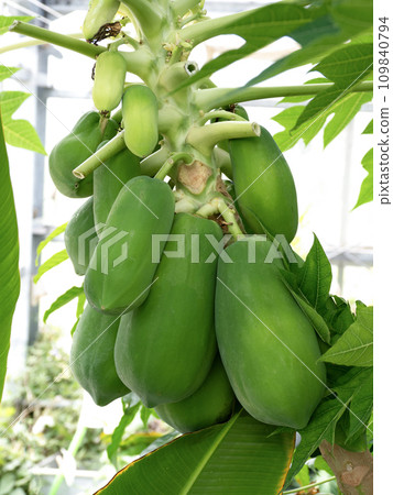Cultivation of papaya 109840794